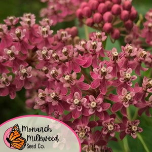 May include: Close-up of pink butterfly weed flowers in bloom. The flowers are clustered together in a round shape. The background is green.