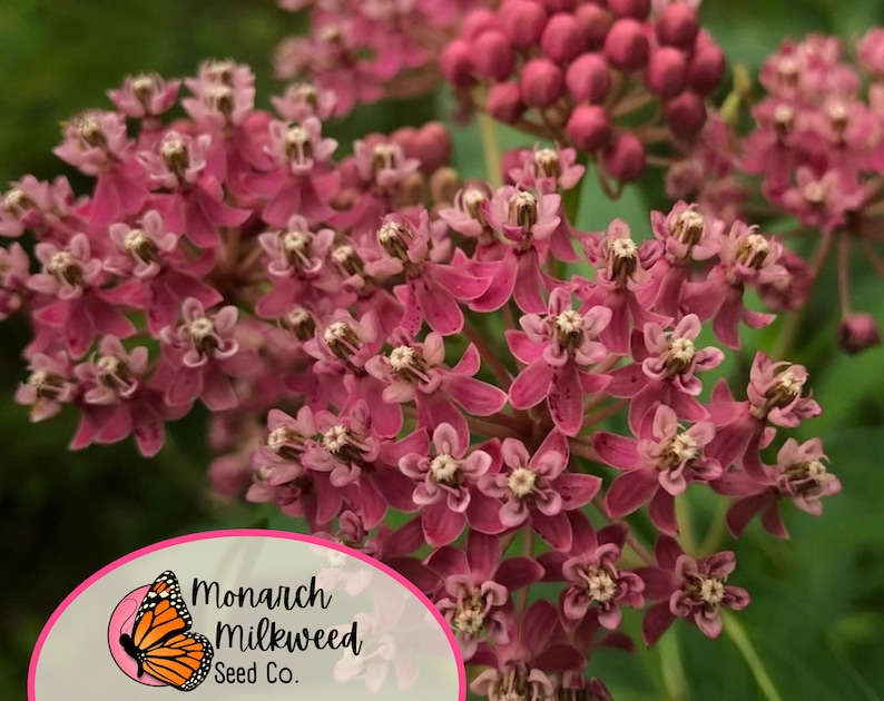 May include: Close-up of pink butterfly weed flowers in bloom. The flowers are clustered together in a round shape. The background is green.