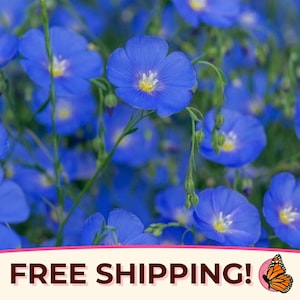 2000+ Blue Flax Seeds | Perennial Flower Gardening, Wildflower Pollinator Plant Seeds for Butterflies and Bees, Linum perenne, Linseed
