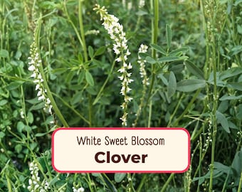 5400+ White Sweet Blossom Clover Seeds | Native Wildflower Gardening Seed for Pollinators Butterflies, Bees, Cover Crop, Melilotus albus