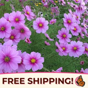 400+ Cosmos Seeds &#39;Pink Gloria&#39; | Non-GMO Flower Garden Plant Seed Packet for Pollinator Bees & Butterfly, Cosmos bipinnatus, Mexican Aster