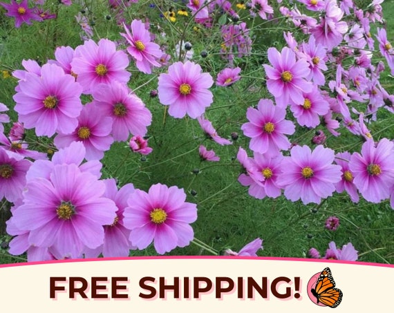 400+ Cosmos Seeds 'Pink Gloria' | Non-GMO Flower Garden Plant Seed Packet for Pollinator Bees & Butterfly, Cosmos bipinnatus, Mexican Aster