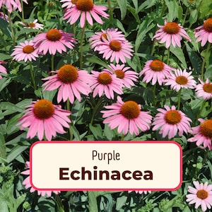 775+ Purple Echinacea Seeds | Native Perennial Wildflower Seed for Flower Gardens, Butterflies & Bees, Echinacea purpurea, Purple Coneflower afbeelding 1