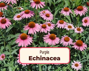 775+ Purple Echinacea Seeds | Native Perennial Wildflower Seed for Flower Gardens, Butterflies & Bees, Echinacea purpurea, Purple Coneflower
