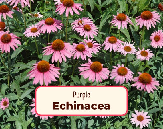 775+ Purple Echinacea Seeds | Native Perennial Wildflower Seed for Flower Gardens, Butterflies & Bees, Echinacea purpurea, Purple Coneflower