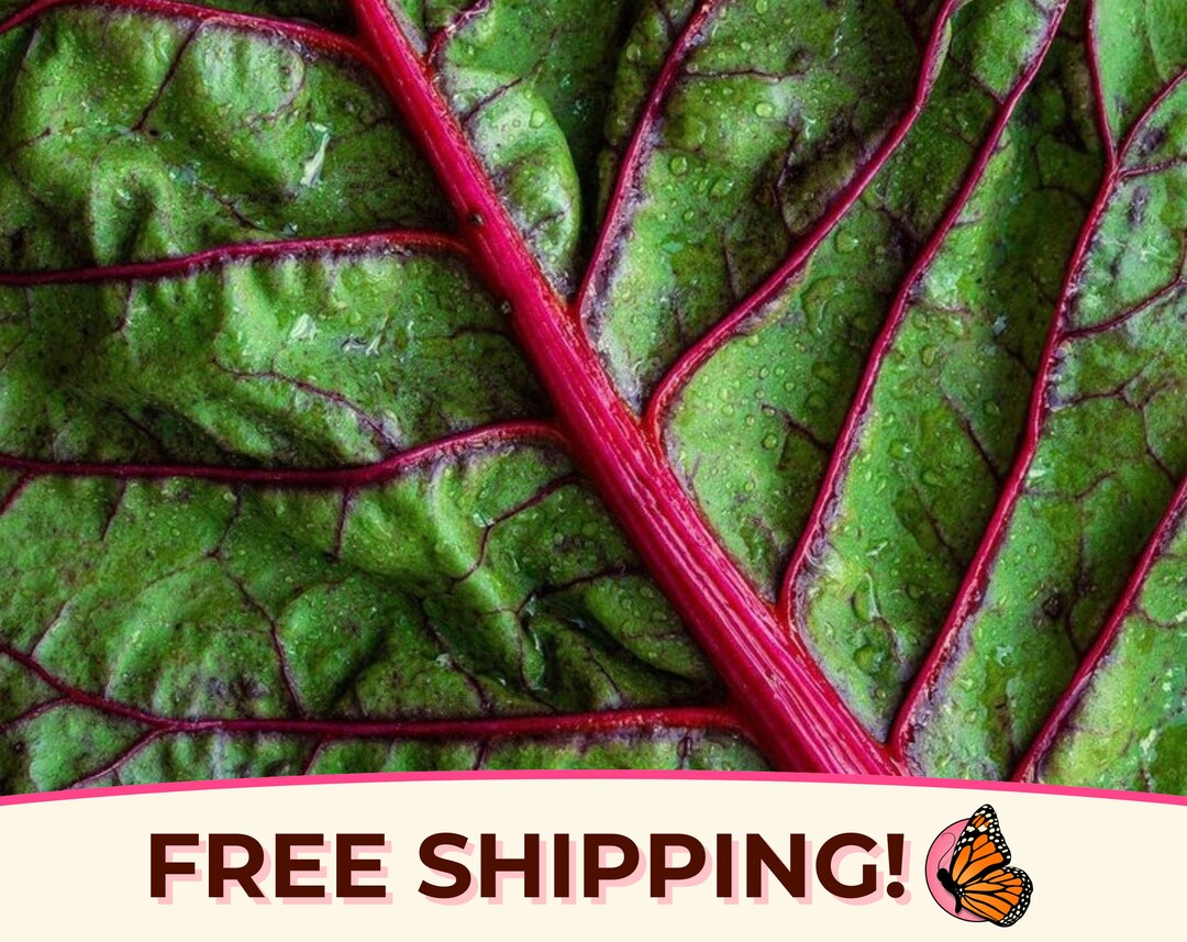 125+ Swiss Chard Seeds 'red Ruby' | Non-gmo, Heirloom, Vegetable ...