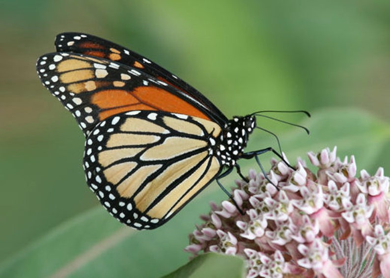 600 MILKWEED Seeds FREE SHIPPING Asclepias Syriaca Natural ...