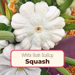 75+ Squash Seeds 'White Bush Scallop' | Non-GMO, Heirloom, Vegetable Gardening, Seed Packet for Growing, Pattypan Squash, Cucurbita pepo immagine 1