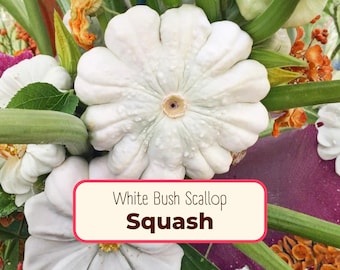 75+ Squash Seeds 'White Bush Scallop' | Non-GMO, Heirloom, Vegetable Gardening, Seed Packet for Growing, Pattypan Squash, Cucurbita pepo
