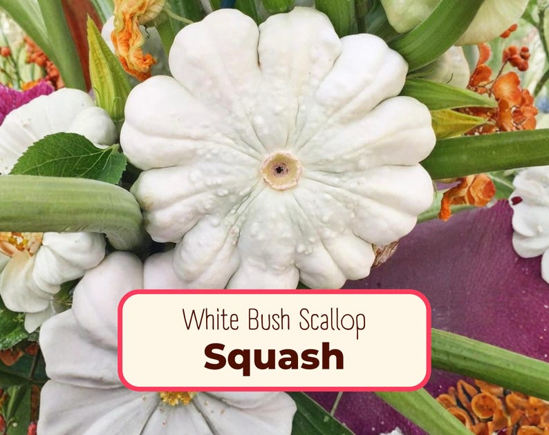 75+ Squash Seeds 'White Bush Scallop' | Non-GMO, Heirloom, Vegetable Gardening, Seed Packet for Growing, Pattypan Squash, Cucurbita pepo immagine 1