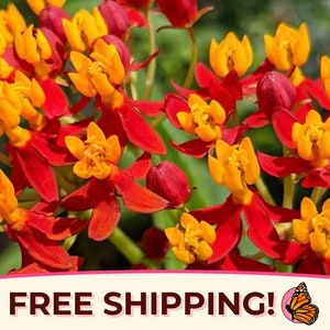 200+ Tropical Milkweed Seeds | (Asclepias curassavica) Native Perennial Wildflower Garden Pollinator Host Plant for Monarch Butterflies