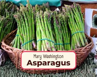 225+ Asparagus Seeds 'Mary Washington' | Non-GMO, Heirloom, Perennial Vegetable, Plant Seed Packet, Survival Garden, Asparagus officinalis