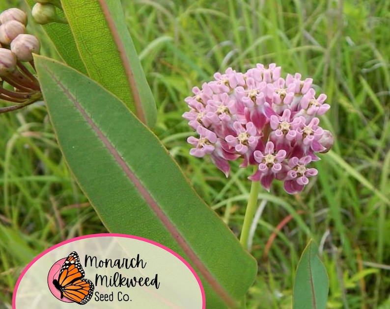 MonarchMilkweedSeeds Prairie Milkweed Seeds - Thumbnail 2