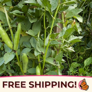 10+ Fava Bean Seeds &#39;Broad Windsor&#39; | Non-GMO, Heirloom, Vegetable Garden Seed Packet for Planting, Farming, Homesteading, Vicia faba