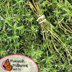 May include: A close-up image of a bunch of fresh green summer savory herb sprigs with small purple flowers. The sprigs are tied together with a rubber band. The image includes a logo for Monarch Milkweed Seed Co.