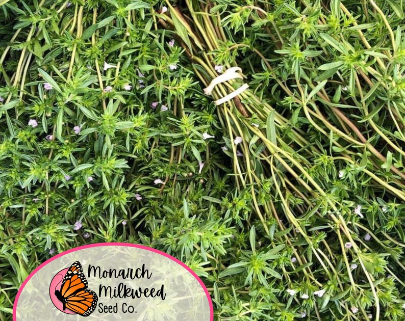 May include: A close-up image of a bunch of fresh green summer savory herb sprigs with small purple flowers. The sprigs are tied together with a rubber band. The image includes a logo for Monarch Milkweed Seed Co.