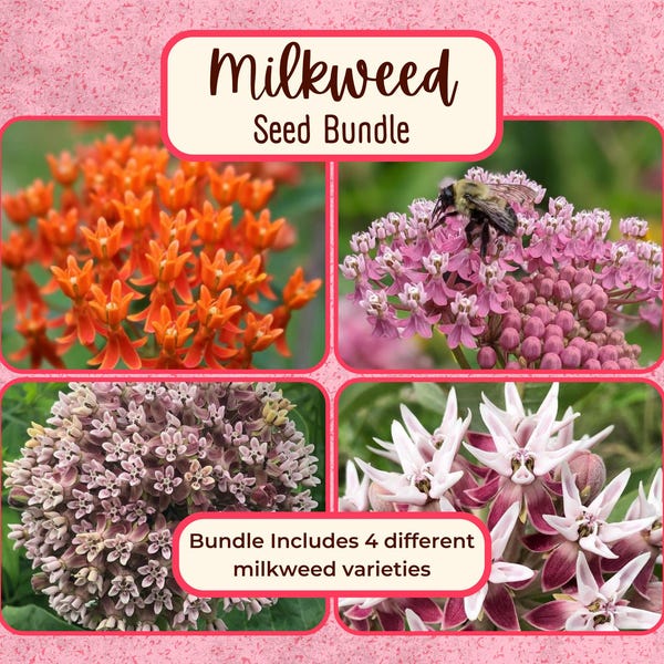 MILKWEED SEED BUNDLE | Four Varieties of Native Milkweed Plant Seeds for the Monarch Butterfly, Flower Gardening, Pollinator Bee, asclepias