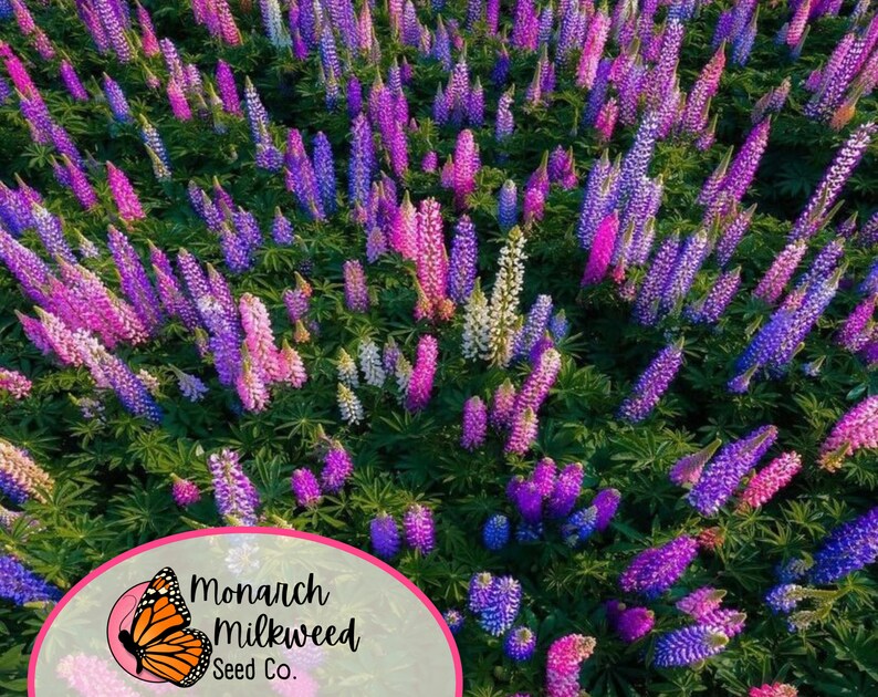 MonarchMilkweedSeeds Russell Lupine Seeds - Thumbnail 4