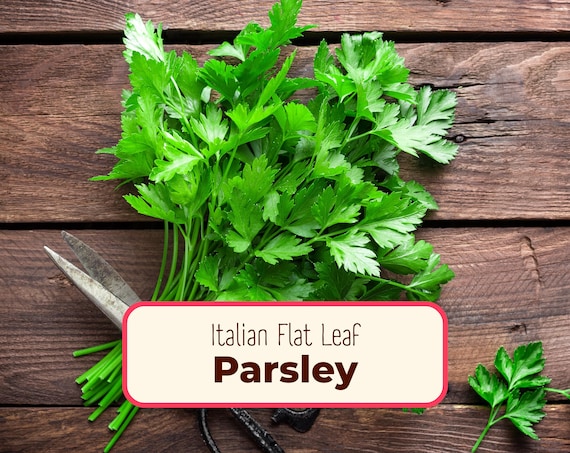 3500+ Parsley Seeds 'italian Flat Leaf' | Heirloom, Non-gmo Culinary Herb  Gardening Seed Packet, Container Herb Garden, Petroselinum Crispum - Etsy