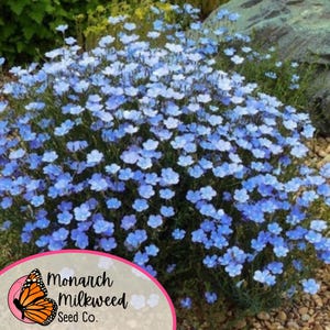 May include: A close-up of a large patch of blue flax flowers growing in a garden setting. The flowers are in full bloom and are surrounded by small rocks. The image includes the text "Monarch Milkweed Seed Co."