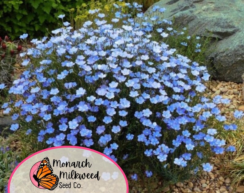 May include: A close-up of a large patch of blue flax flowers growing in a garden setting. The flowers are in full bloom and are surrounded by small rocks. The image includes the text "Monarch Milkweed Seed Co."