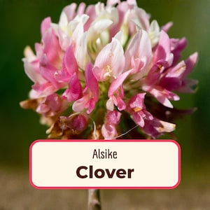 12200+ Alsike Clover Flower Seeds | Pollinator Seed Packet for Bees & Butterflies, Pollinator Plant, Flower Seeds, Native Wildflower Seeds image 1