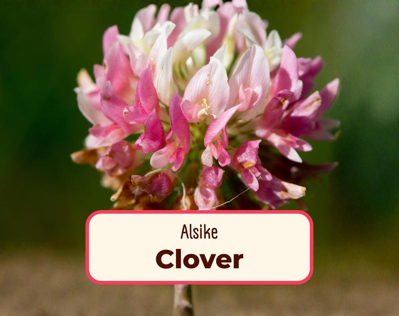 12200+ Alsike Clover Flower Seeds | Pollinator Seed Packet for Bees & Butterflies, Pollinator Plant, Flower Seeds, Native Wildflower Seeds image 1