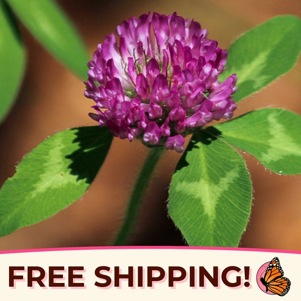 5700+ Red Mammoth Clover Seeds | Flower Gardening Seed Packet for Pollinator Bees, Butterflies, Cover Crop, Ground Cover, Trifolium pratense