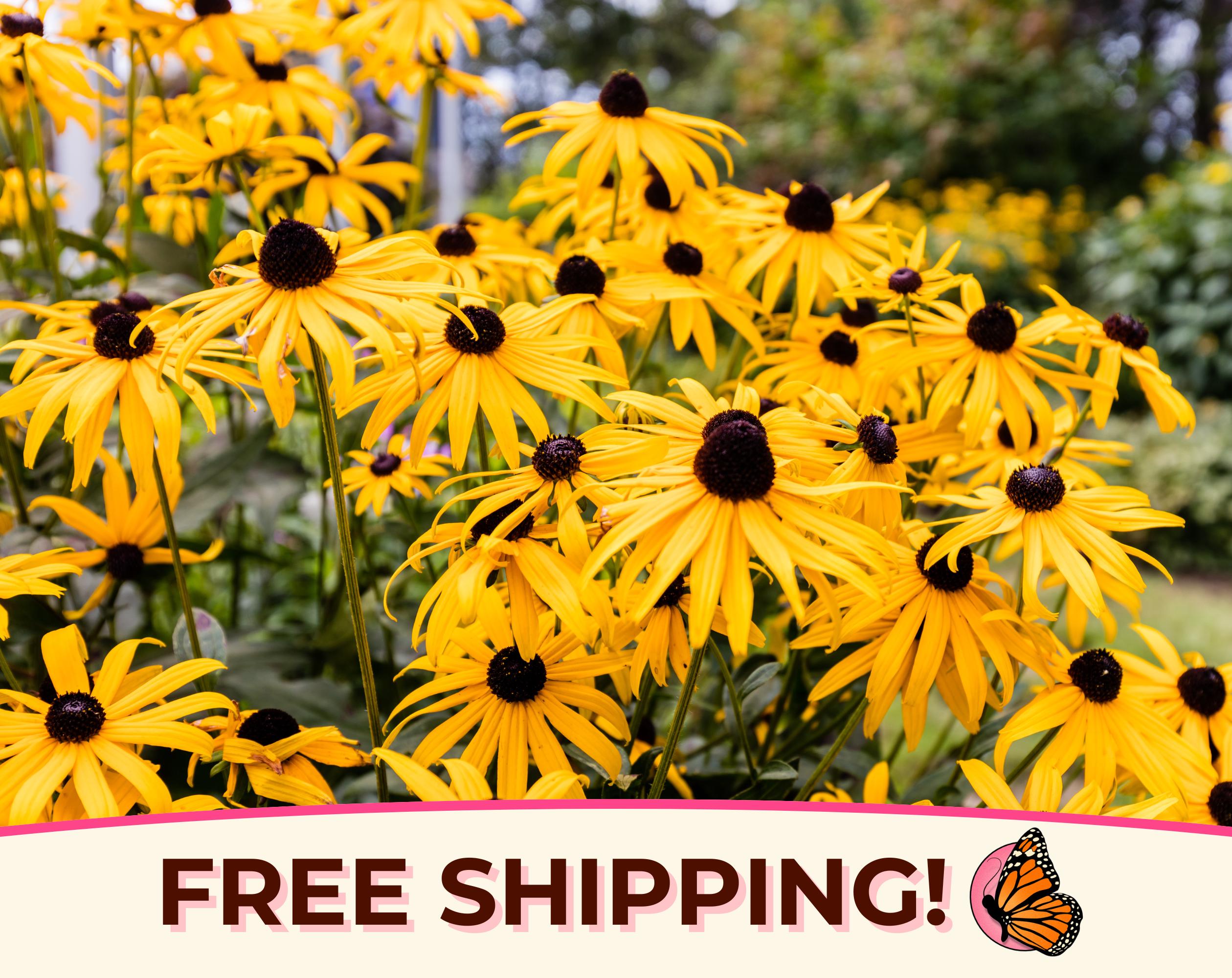 8000+ Black Eyed Susan Seeds | Native Perennial Wildflower Seed Packet for Pollinator Flower Gardening, Butterflies & Bees, Rudbeckia hirta