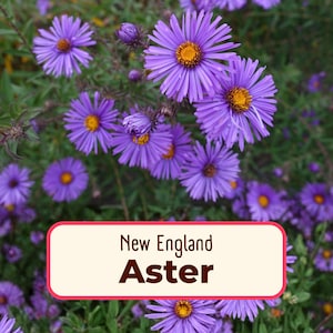 775+ New England Aster Seeds | Native Perennial Wildflower Seed Packet for Flower Gardens, Butterflies & Bees, Symphyotrichum novae-angliae