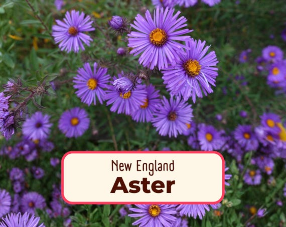 775+ New England Aster Seeds | Native Perennial Wildflower Seed Packet for Flower Gardens, Butterflies & Bees, Symphyotrichum novae-angliae