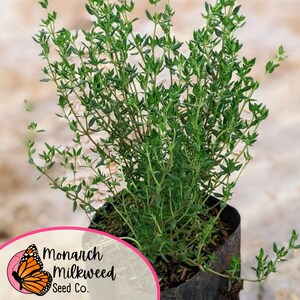 Op de afbeelding: Een close-up van een pot met tijm met groene bladeren. De plant staat in een zwarte plastic pot en is omgeven door bruine mulch. De pot heeft een label met de tekst "Monarch Milkweed Seed Co."