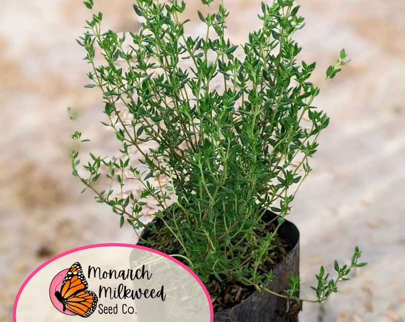 Op de afbeelding: Een close-up van een pot met tijm met groene bladeren. De plant staat in een zwarte plastic pot en is omgeven door bruine mulch. De pot heeft een label met de tekst "Monarch Milkweed Seed Co."