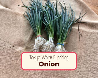 1300+ Bunching Onion Seeds 'Tokyo Long White' | Non-GMO, Heirloom Vegetable Gardening Plant Seed Packet for Growing, Allium fistulosum