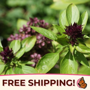 1800+ Thai Basil Herb Seeds | Heirloom, Non-GMO, Asian Herb Gardening Seed Packet for Growing Plants, Ocimum basilicum var. thyrsiflora