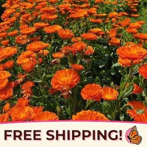 400+ Calendula Seeds | Annual Flower Gardening Seed Packet for Pollinator Butterflies & Bees, Skin Salve Balms, Calendula officinalis