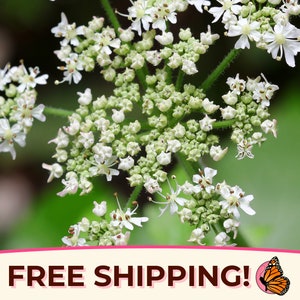 900+ Caraway Seeds | Culinary Herb Gardening Seed Packet for Planting, Spices (Also known as Meridian Fennel, Persian Cumin, Carum carvi)