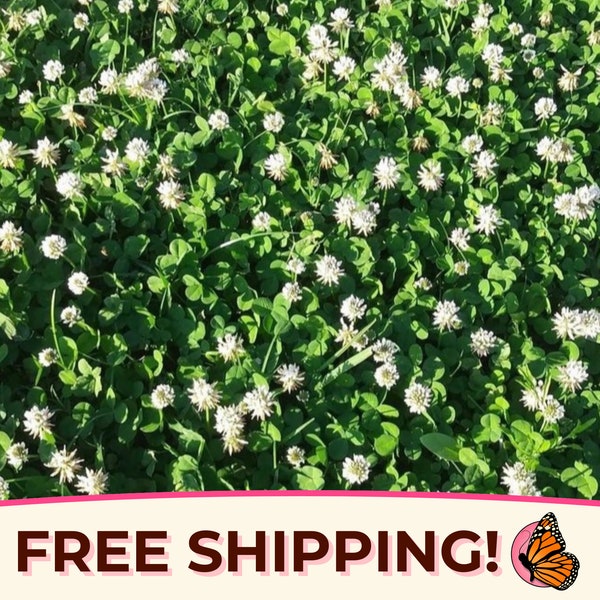 15500+ Ladino Clover Seeds | Flower Gardening Seed Packet for Pollinators, Bees, Butterflies, Farming, Cover Crops Seed, Trifolium repens