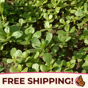 5400+ Green Purslane Seeds | Non-GMO, Heirloom Vegetable Gardening Plant Seed Packet for Edible Leafy Greens, Homesteads, Portulaca oleracea
