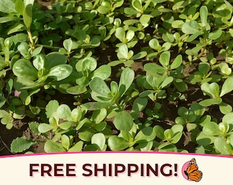 5400+ Green Purslane Seeds | Non-GMO, Heirloom Vegetable Gardening Plant Seed Packet for Edible Leafy Greens, Homesteads, Portulaca oleracea