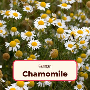 19400+ German Chamomile Seeds | Non-GMO, Heirloom, Flower and Herb Gardening, Pollinator Plant for Butterflies & Bees, Matricaria chamomilla