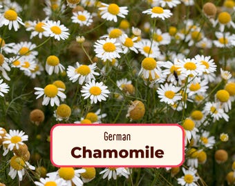 19400+ German Chamomile Seeds | Non-GMO, Heirloom, Flower and Herb Gardening, Pollinator Plant for Butterflies & Bees, Matricaria chamomilla