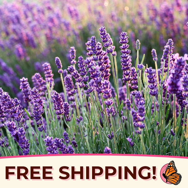 500+ English Lavender Seeds | Heirloom, NonGMO, Flower & Herb Gardening Seed Packet, Pollinator Plant for Butterfly, Lavandula angustifolia