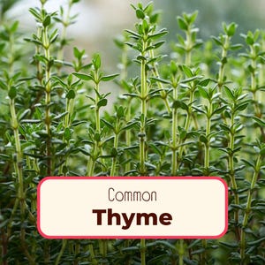 4400+ Thyme Seeds | Non-GMO, Heirloom, Herb Garden Plant Seed Packet for Planting, Homestead Container Herb Garden for Kids, Thymus vulgaris afbeelding 1