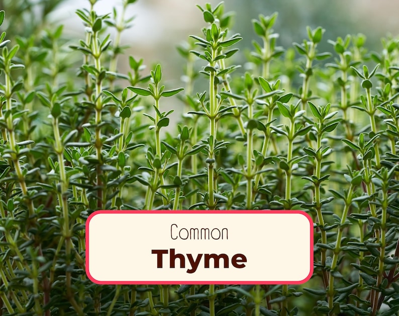 4400+ Thyme Seeds | Non-GMO, Heirloom, Herb Garden Plant Seed Packet for Planting, Homestead Container Herb Garden for Kids, Thymus vulgaris afbeelding 1