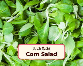1000+ Corn Salad (Dutch Mache) Seeds | Non-GMO, Heirloom Vegetable Gardening Plant Seed Packet, Lamb's Lettuce, Valerianella locusta