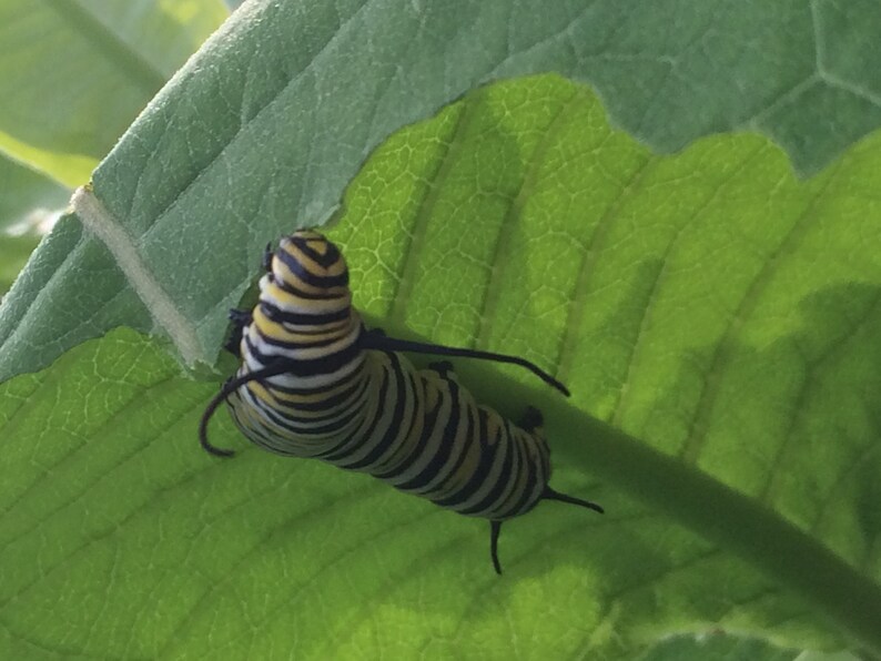 600 MILKWEED Seeds FREE SHIPPING Asclepias Syriaca Natural ...