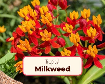 200+ Tropical Milkweed Seeds | (Asclepias curassavica) Native Perennial Wildflower Garden Pollinator Host Plant for Monarch Butterflies