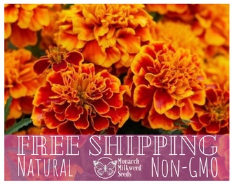 600+ French Marigold Seeds | Non-GMO, Heirloom Flower Gardening Plant Seed Pack for Pollinator Bee & Butterfly, Easy To Grow, Tagetes patula