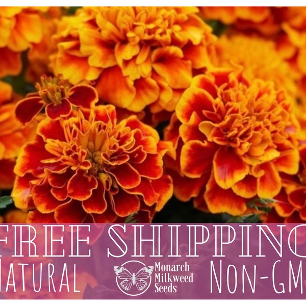 600+ French Marigold Seeds | Non-GMO, Heirloom Flower Gardening Plant Seed Pack for Pollinator Bee & Butterfly, Easy To Grow, Tagetes patula